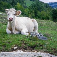 Rencontre sympathique et ruminante sur le chemin de Daladom Escalade sur la falaise de Presles
