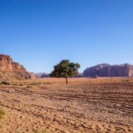 Jordanie: un peu de végétal dans le monde minéral Escalade en Jordanie