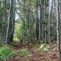 Randonnée ombragée dans la forêt des Coulmes Randonnée dans le Vercors