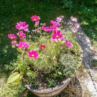 Cosmos au jardin