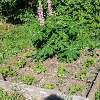 Potager en carrés, Presles en Vercors