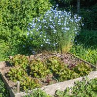 Salades et lin au potager d'Entre Ciel et Pierres