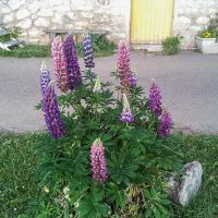 Les lupins