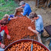 Le triage des noix en famille Noix de Grenoble