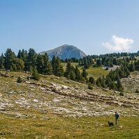 Un berger avec son troupeau et son chien sur les hauts plateaux du Vercors Hauts Plateaux du Vercors