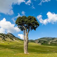 Une personnalité bien trempée sur les hauts plateaux du Vercors: le pin à crochet Hauts plateaux du Vercors