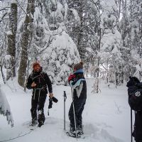 Dans la forêt des Coulmes Randonnée en raquettes